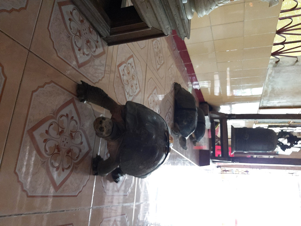 'Kỳ lạ' cụ rùa hơn trăm tuổi ở miền Tây biết... nghe kinh, ăn chay và giữ cửa ảnh 3