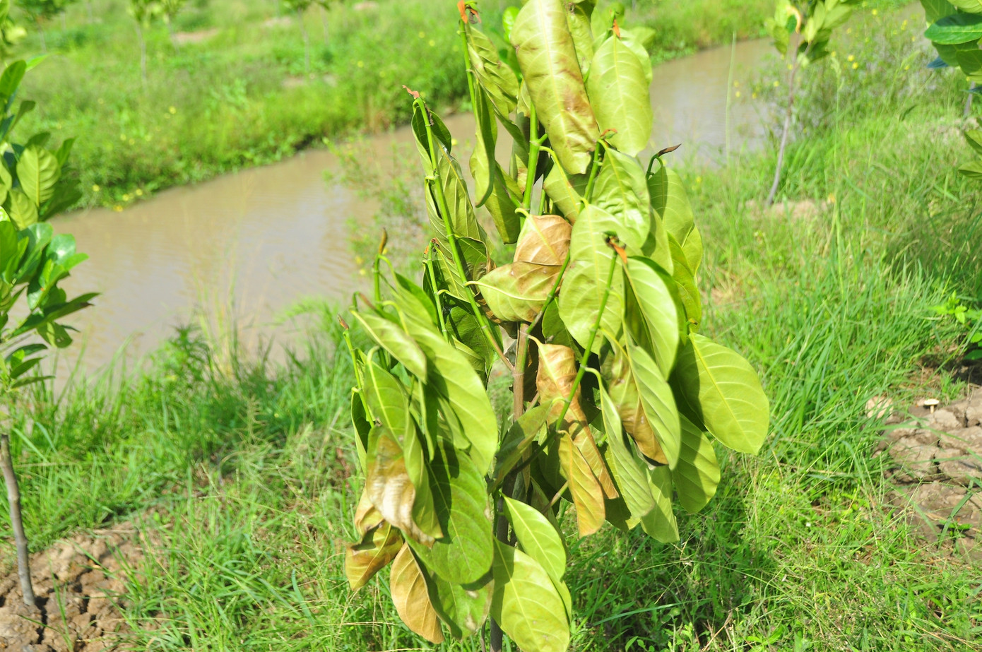 Khóc ròng vì kẻ xấu phá hoại hàng trăm cây mít xanh tốt ảnh 3