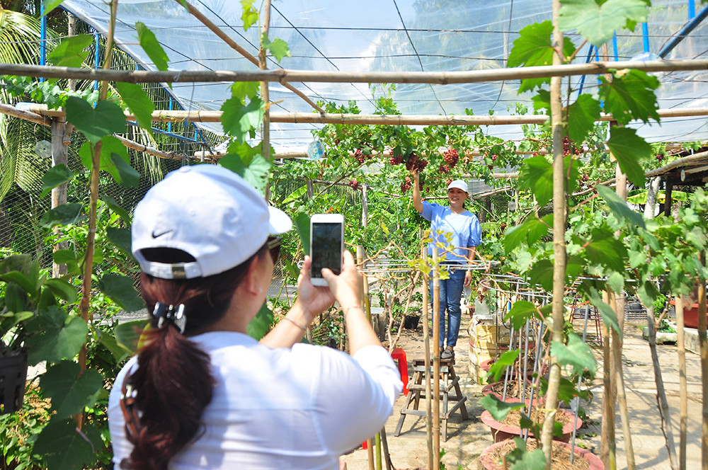 Vườn nho trĩu quả trên vùng đất phèn mặn thu hút khách du lịch ảnh 13