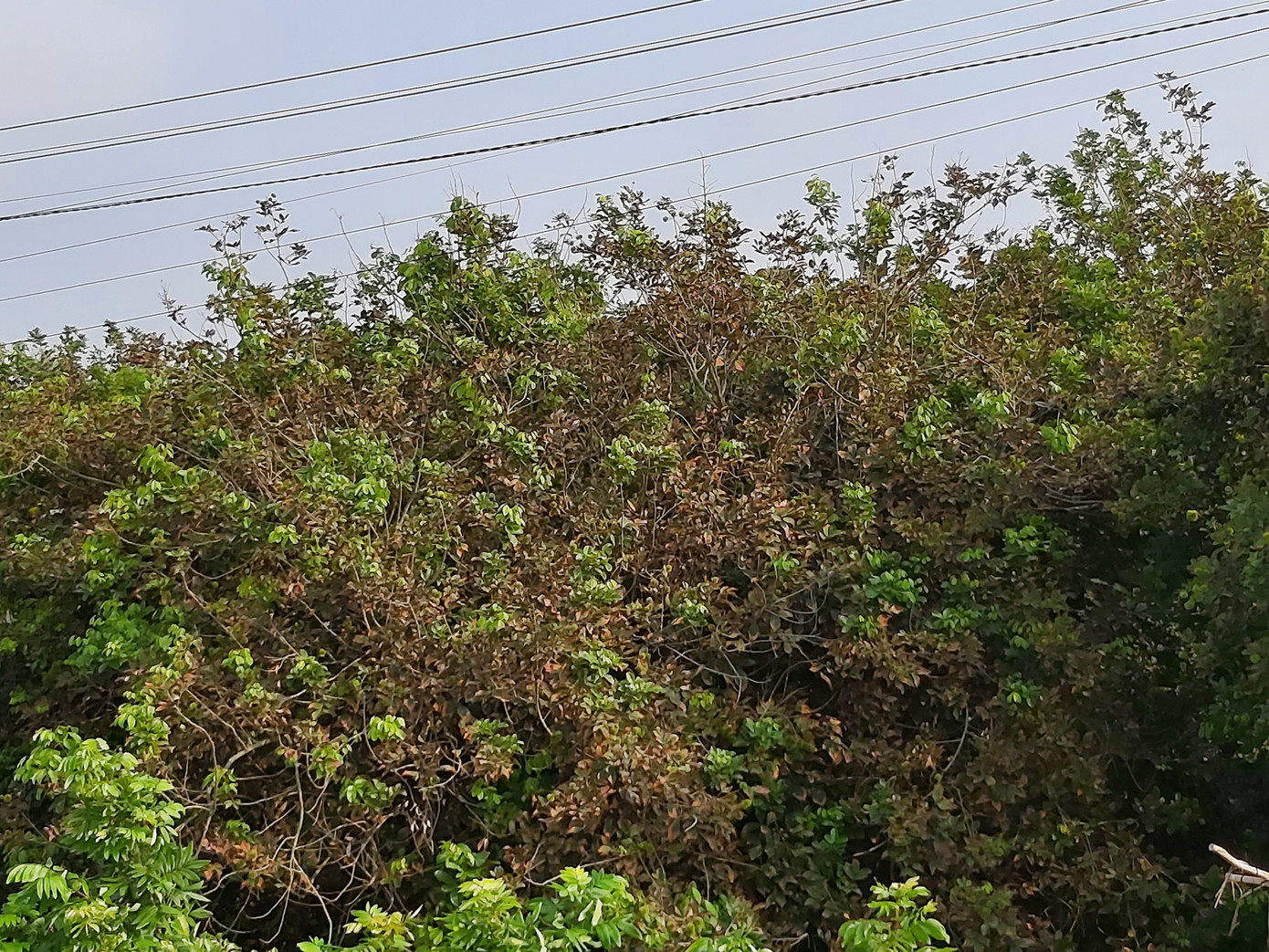 Cây ăn trái ở huyện Chợ Lách, Bến Tre héo vì thiếu nước Dòng sông ở xã Bình Phan, huyện Chợ Gạo, Tiền Giang mấy chục năm nay chưa bao giờ cạn nhưng giờ thì trơ đáy Đất nứt nẻ dưới lòng sông Theo Viện khoa học Thủy lợi Miền Nam, từ ngày 7 - 15/3 chiều sâu mặn xâm nhập với ranh 4g/l tại sông Vàm Cỏ (Vàm Cỏ Đông, Vàm Cỏ Tây) phạm vi ảnh hưởng từ 100 - 110 km, sâu hơn gần 10 km so với tháng 2/2020. Cửa sông Cửu Long (Sông Cửa Tiểu, Cửa Đại) ảnh hưởng khoảng 60 km; sông Hàm Luông khoảng 78 km; sông Cái Lớn phạm vi ảnh hưởng khoảng 65 km. Đồng thời, dự báo từ ngày 15/3 đến 6/4 mặn sẽ giảm dần, phạm vi cách biển từ 35 - 40 km trở vào ở cửa sông cửu Long có khả năng có nước ngọt khi triều thấp. Tuy vậy trên sông Hàm Luông, cửa Tiểu, cửa Đại mặn vẫn còn khá cao. Cận cảnh hạn mặn khốc liệt đe dọa cuộc sống người dân ĐBSCL ảnh 15