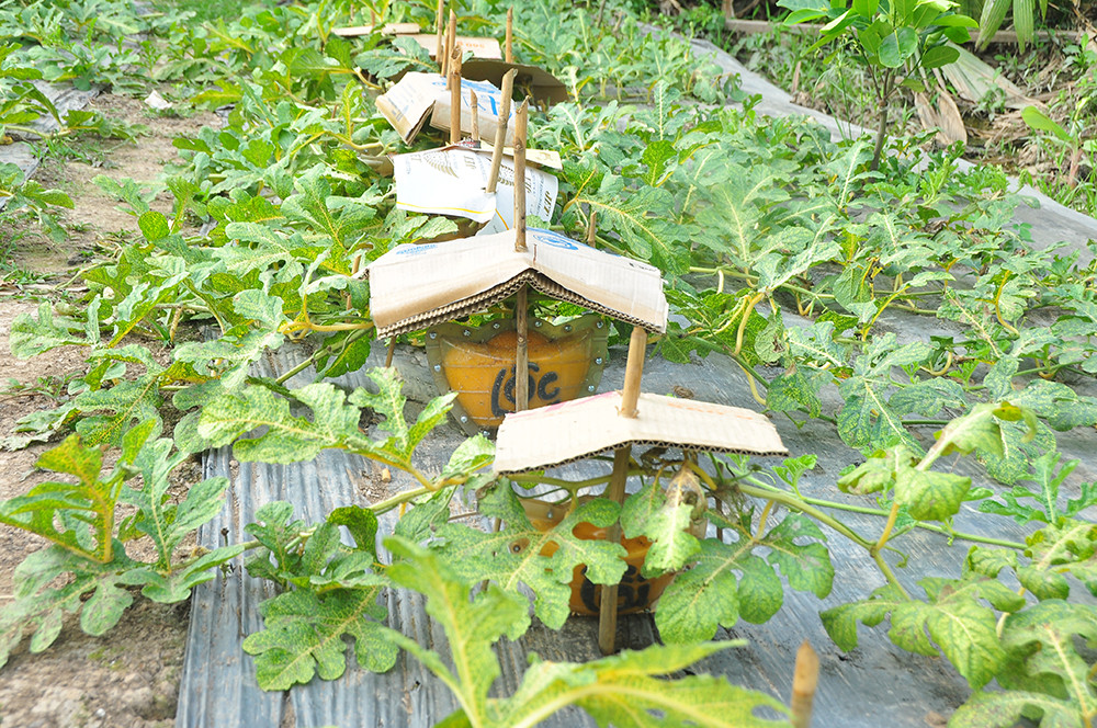 Trái cây tạo hình khan hiếm hàng phục vụ thị trường Tết ảnh 9