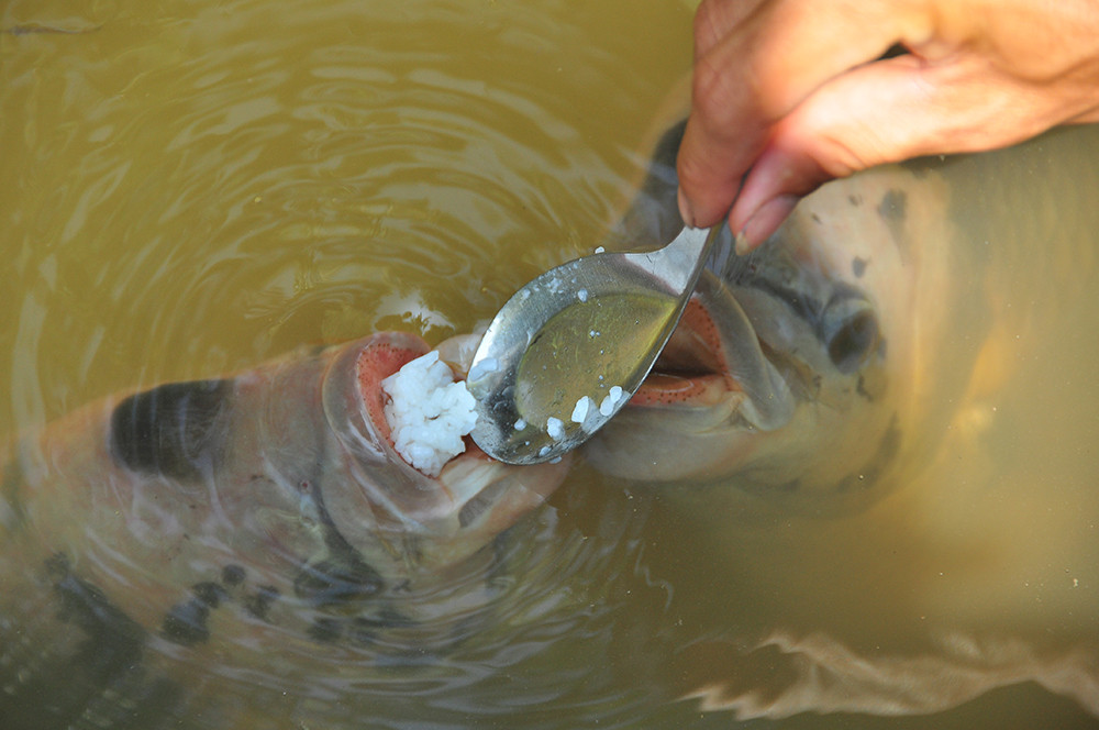 Lạ lùng đàn cá tai tượng suốt 30 năm được đút cơm chay mỗi ngày ảnh 5