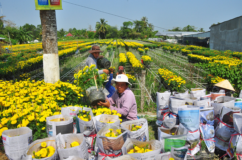 Hoa kiểng miền Tây khoe sắc rời quê lên phố ảnh 5