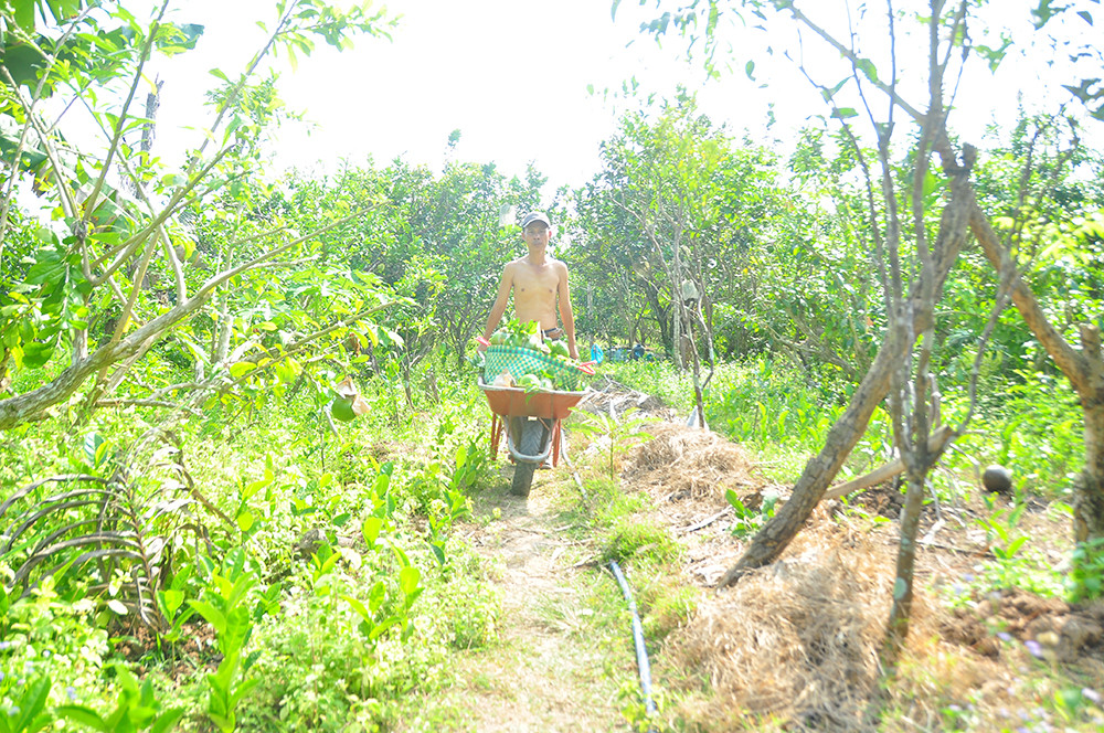 Mê mẩn với vườn đào tiên thư pháp của lão nông miền Tây ảnh 5