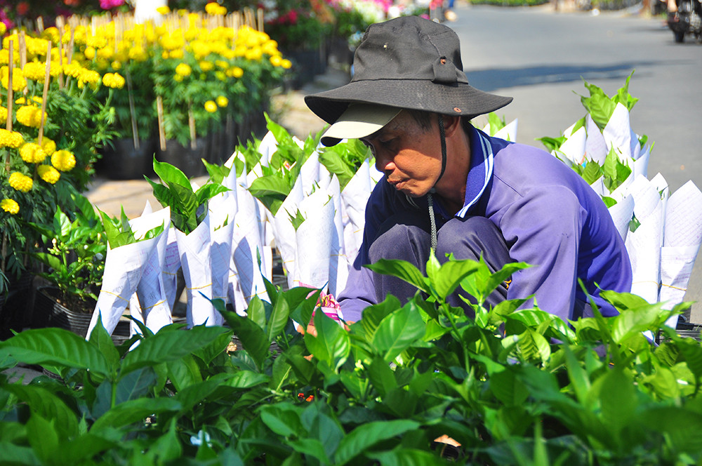 Hoa kiểng miền Tây khoe sắc rời quê lên phố ảnh 17