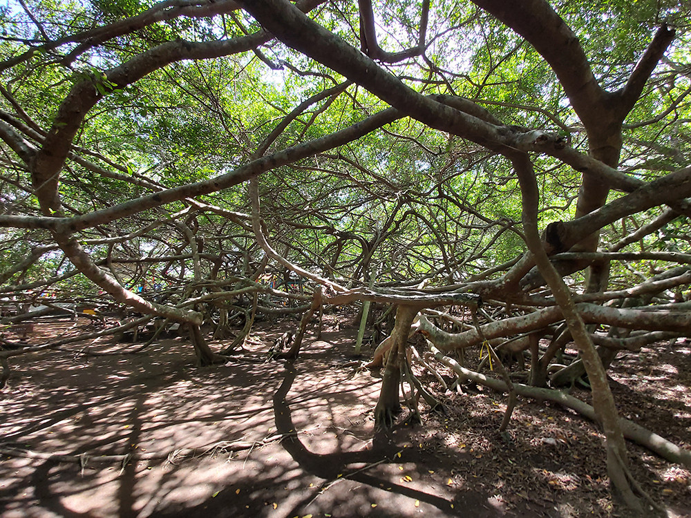 Giàn gừa 'độc nhất vô nhị' ở miền Tây ảnh 12