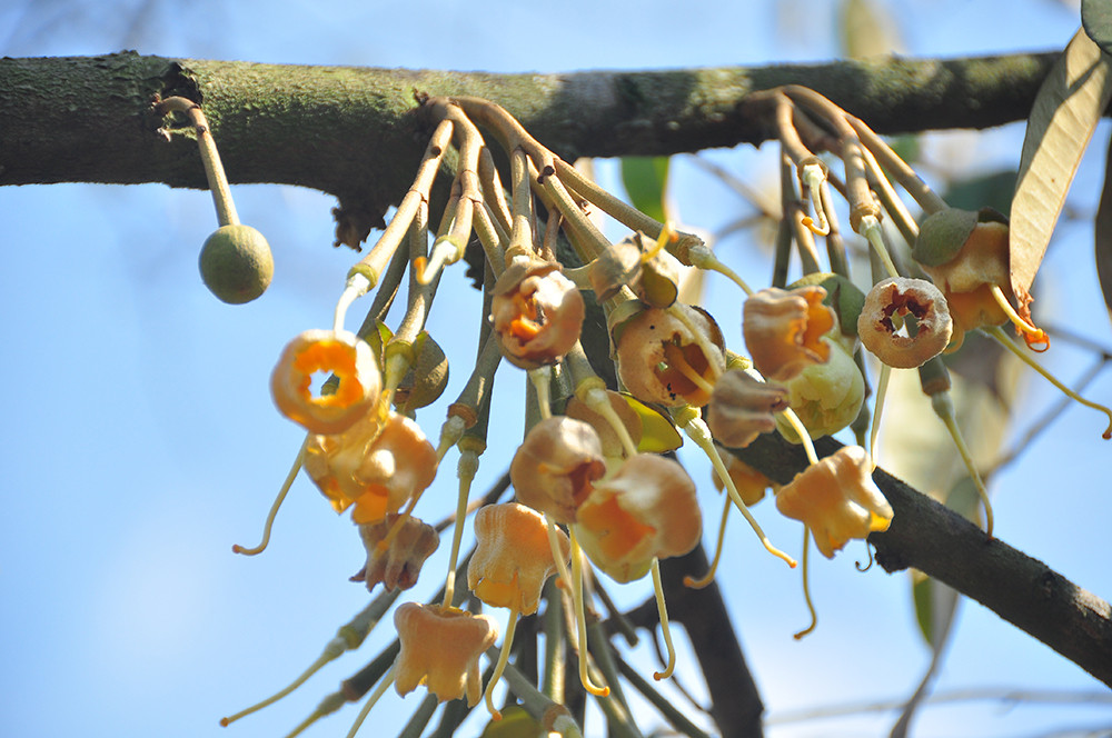 Nông dân đau đớn nhìn cây trái chết do hạn mặn lịch sử ảnh 5