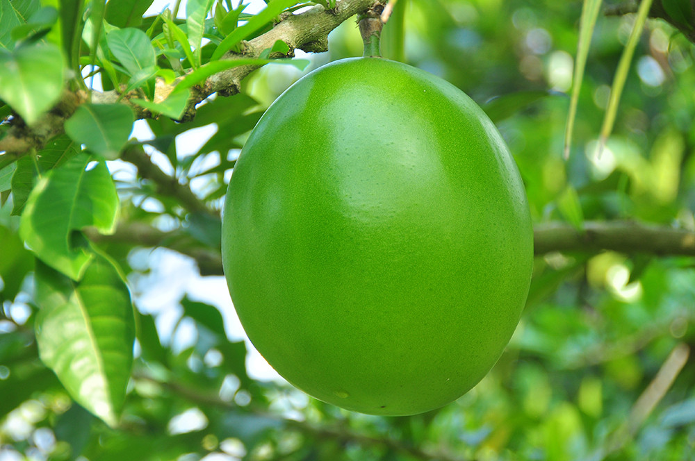 Đào tiên hồ lô 'độc nhất vô nhị' ở miền Tây ảnh 6