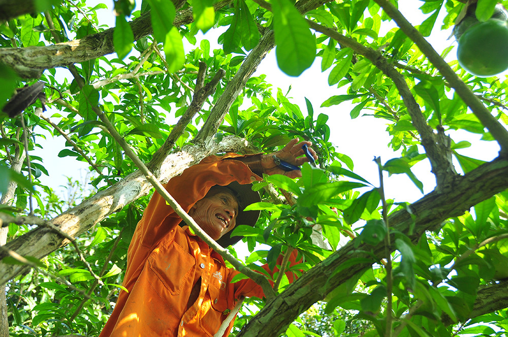 Mê mẩn với vườn đào tiên thư pháp của lão nông miền Tây ảnh 6