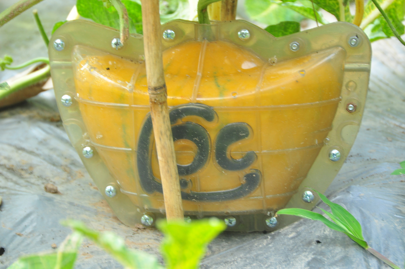 Trái cây tạo hình khan hiếm hàng phục vụ thị trường Tết ảnh 7