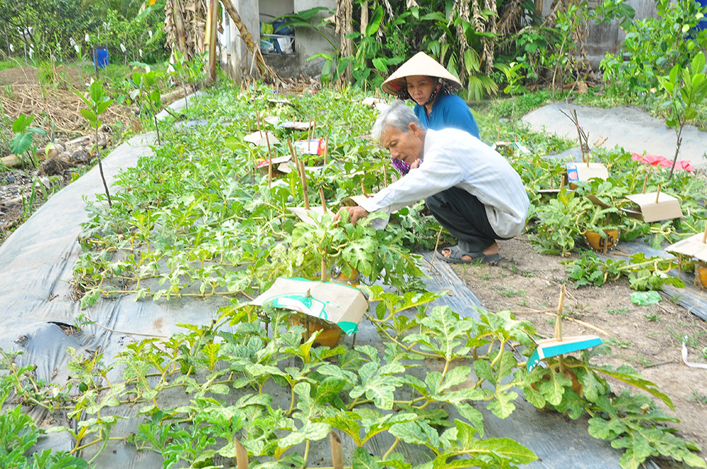 Trái cây tạo hình khan hiếm hàng phục vụ thị trường Tết ảnh 5