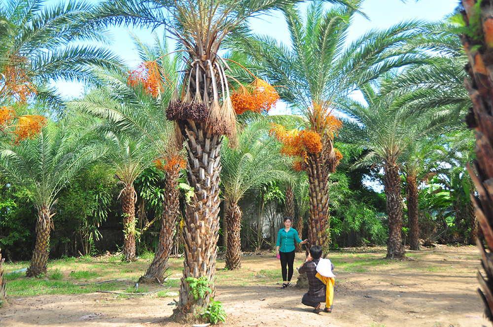 Giới trẻ thích thú vẻ đẹp vườn chà là sum suê trái ở miền Tây ảnh 18