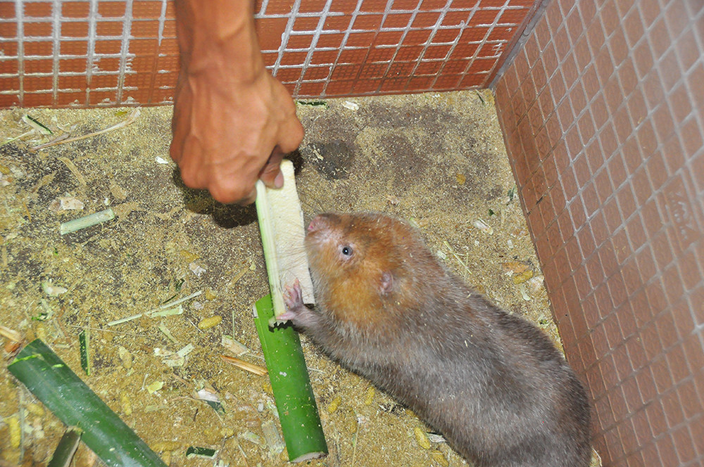 Cận cảnh trang trại nuôi dúi của chàng sinh viên An Giang ảnh 6