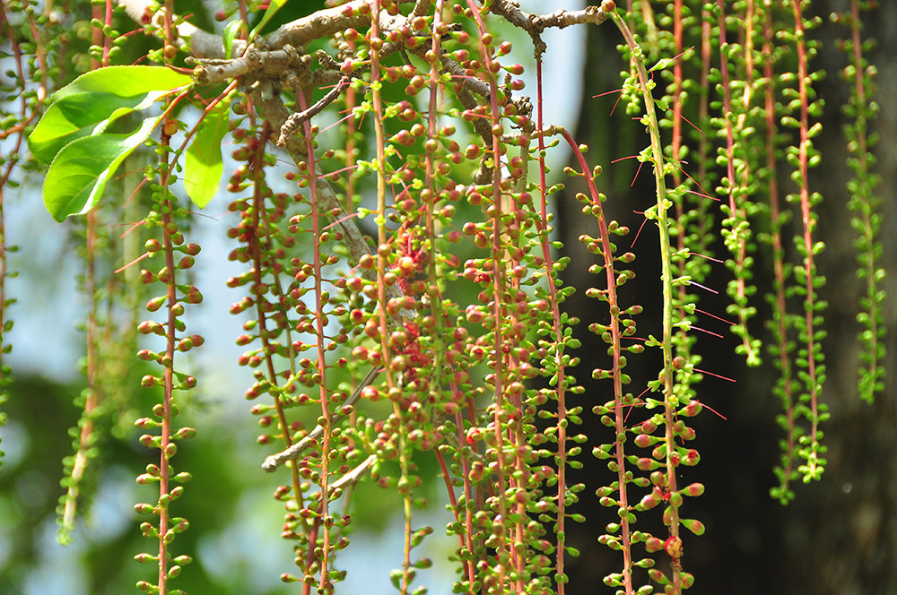 Lạ lùng cây lộc vừng 300 năm tuổi ở miền Tây lần đầu nở hoa đúng dịp Tết ảnh 12