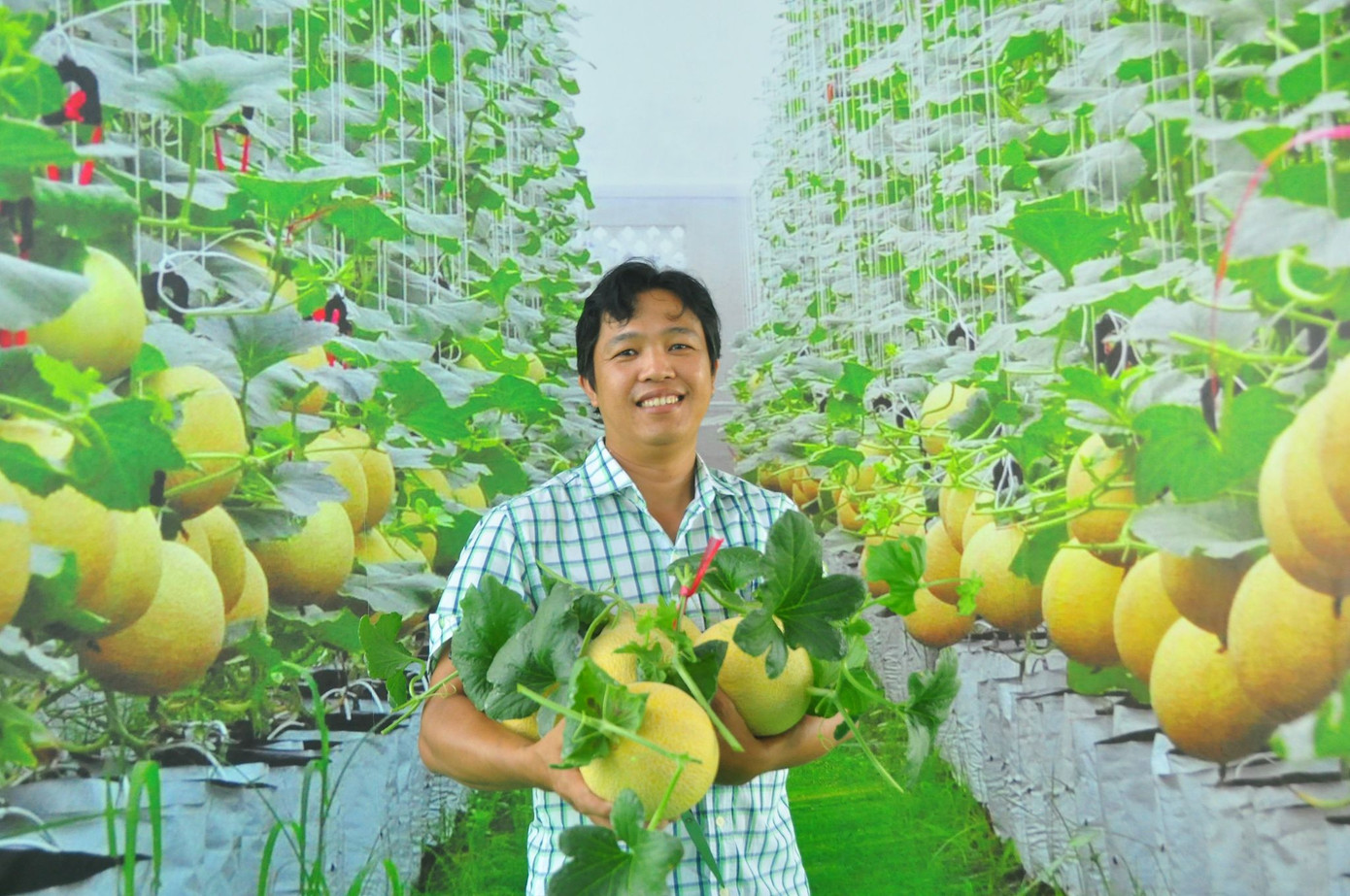 Vườn dưa lưới của chàng thạc sĩ nông nghiệp thu hút đông bạn trẻ check-in dịp Tết ảnh 13