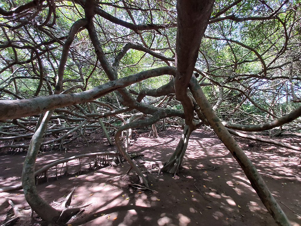 Giàn gừa 'độc nhất vô nhị' ở miền Tây ảnh 9