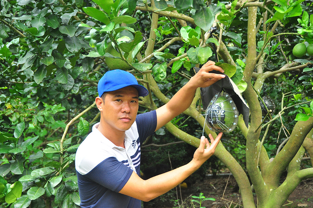 Trái cây độc, lạ rục rịch chờ tết ảnh 10