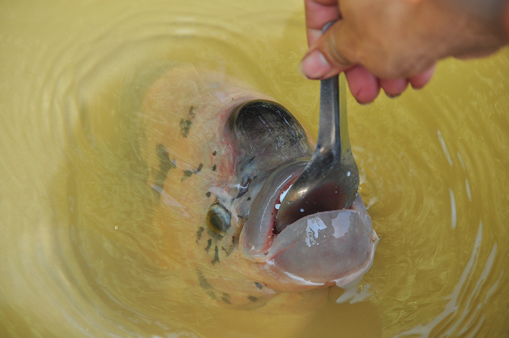Lạ lùng đàn cá tai tượng suốt 30 năm được đút cơm chay mỗi ngày ảnh 6