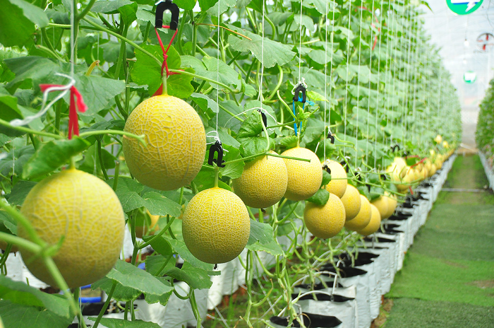 Vườn dưa lưới của chàng thạc sĩ nông nghiệp thu hút đông bạn trẻ check-in dịp Tết ảnh 10