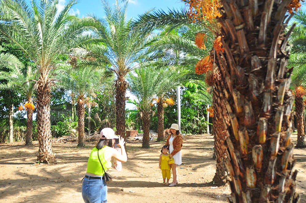 Giới trẻ thích thú vẻ đẹp vườn chà là sum suê trái ở miền Tây ảnh 15