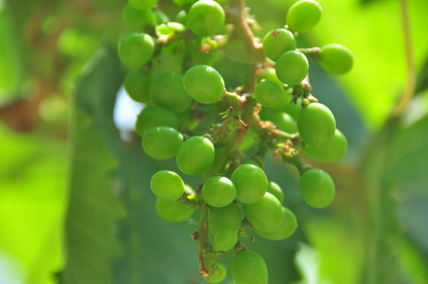 Vườn nho trĩu quả trên vùng đất phèn mặn thu hút khách du lịch ảnh 11