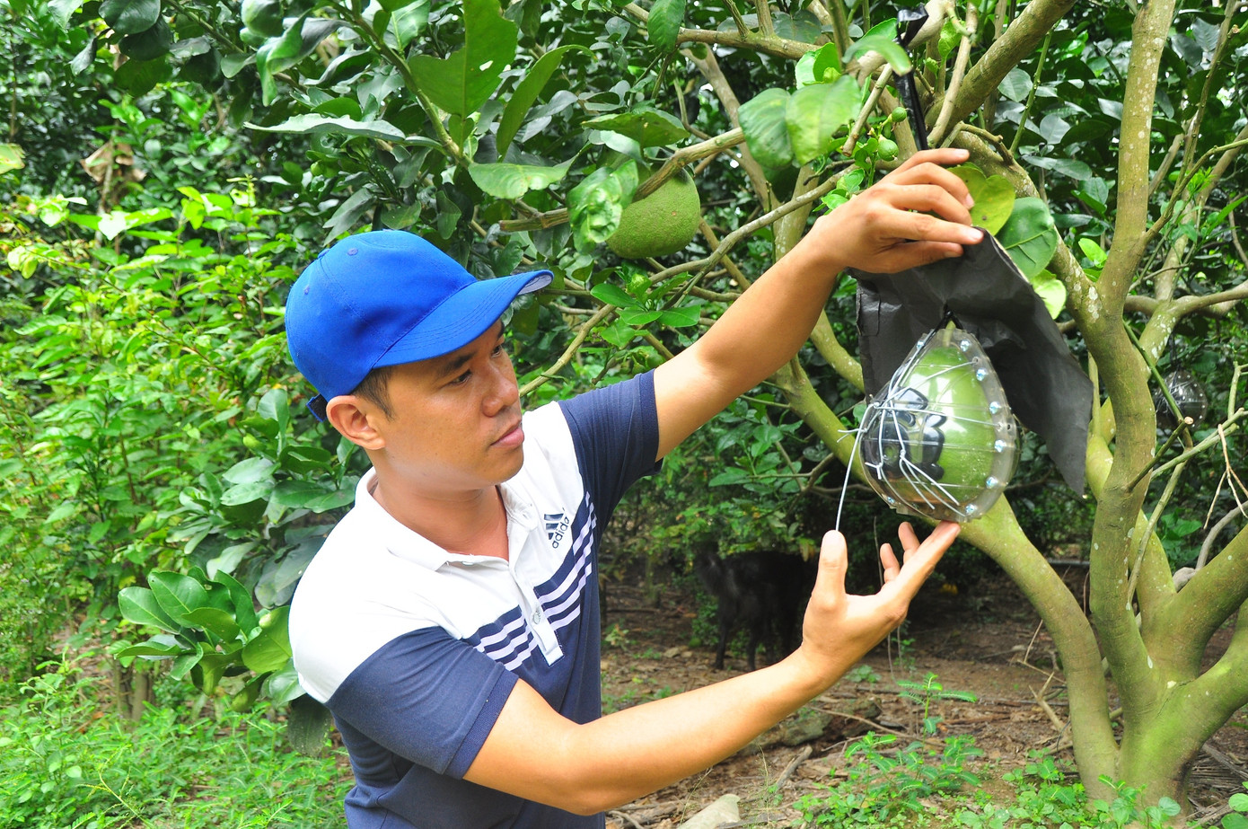 Trái cây tạo hình khan hiếm hàng phục vụ thị trường Tết ảnh 14