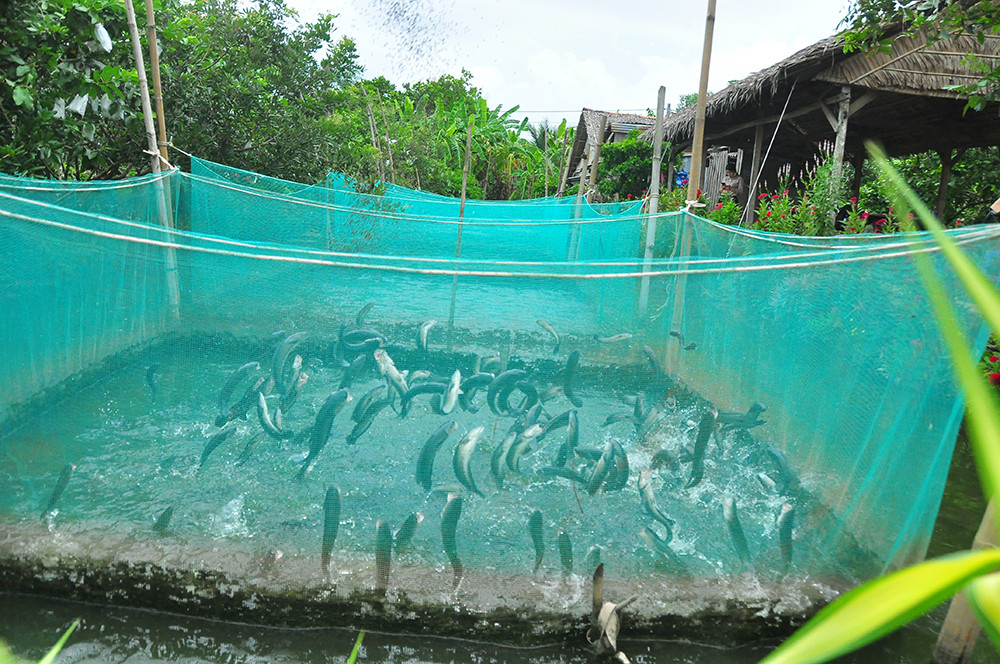 Độc đáo đàn cá lóc... bú bình sữa ở miền Tây ảnh 12