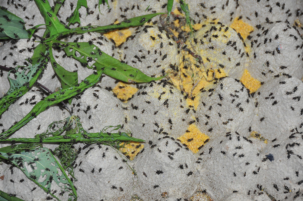 Cận cảnh trang trại dế của thủ lĩnh đoàn ở cù lao ảnh 10