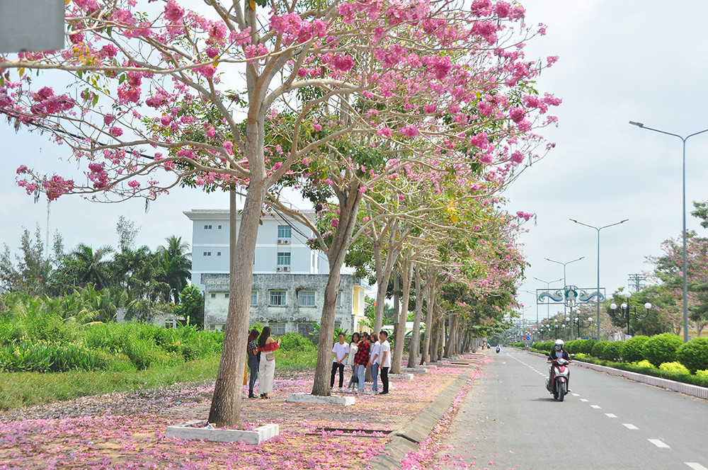 Con đường hoa kèn hồng ở miền Tây lung linh như phim Hàn thu hút giới trẻ ảnh 9