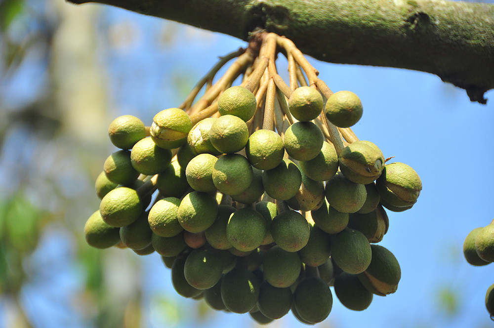 Nông dân đau đớn nhìn cây trái chết do hạn mặn lịch sử ảnh 4