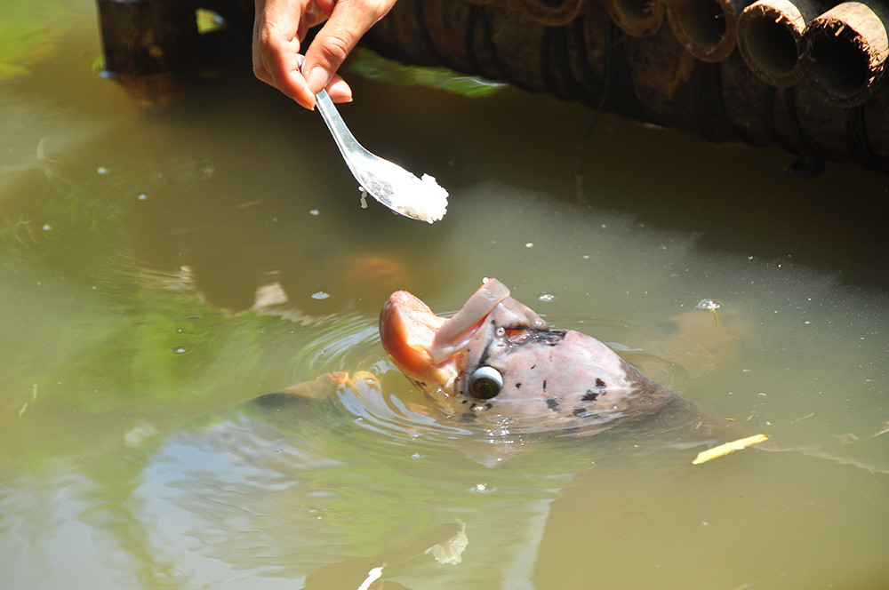 Lạ lùng đàn cá tai tượng suốt 30 năm được đút cơm chay mỗi ngày ảnh 1