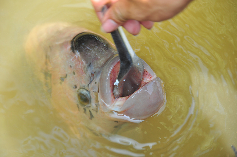 Lạ lùng đàn cá tai tượng suốt 30 năm được đút cơm chay mỗi ngày ảnh 3