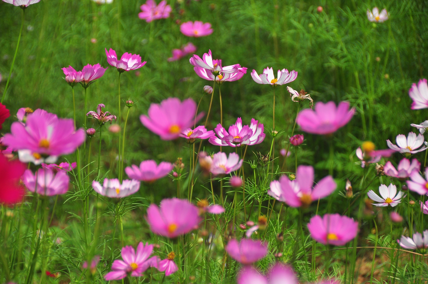  Vườn hoa thơ mộng đẹp 'hút hồn' bạn trẻ ở Cần Thơ ảnh 6