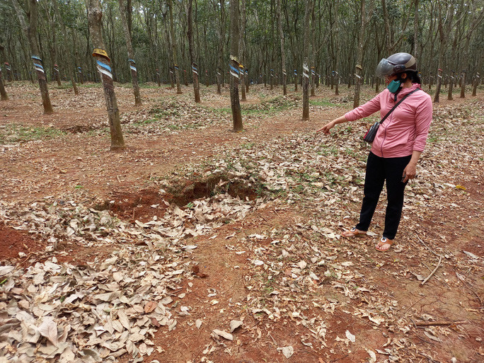 Nữ sinh lớp 6 kinh hoàng nhớ lại phút bị người lạ đánh dã man trong lô cao su ảnh 3