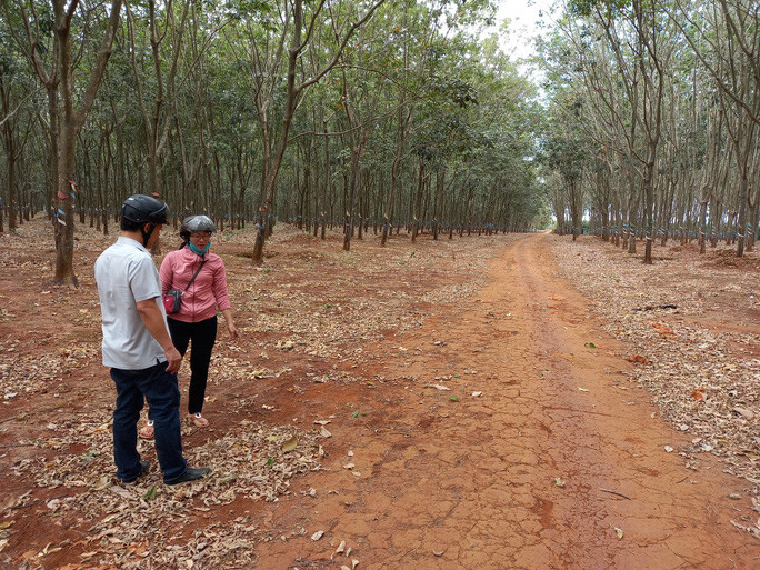 Nữ sinh lớp 6 kinh hoàng nhớ lại phút bị người lạ đánh dã man trong lô cao su ảnh 2