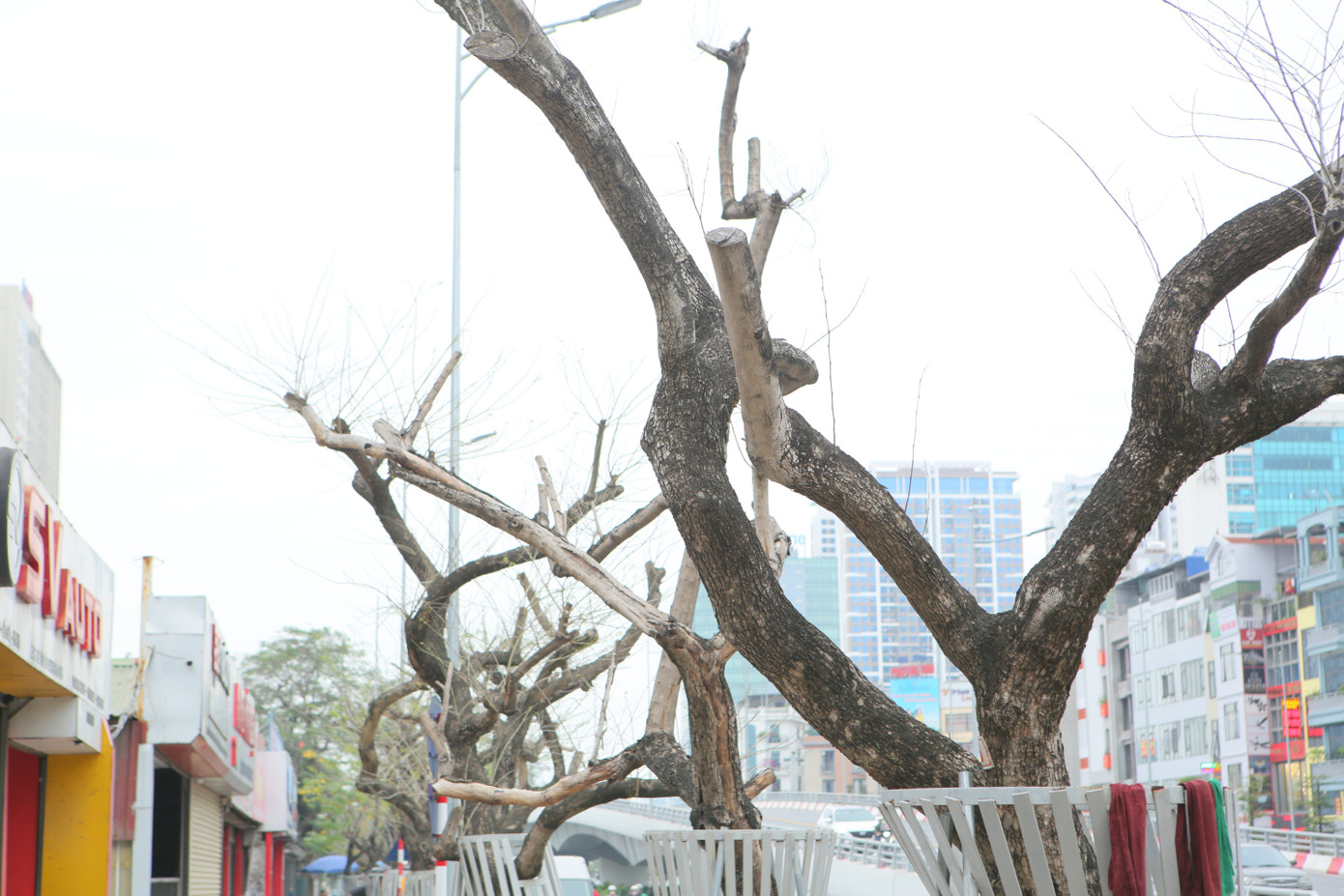 Số phận 7 cây sưa ‘bạc tỷ’ chết khô trên đường Nguyễn Văn Huyên ra sao? ảnh 3