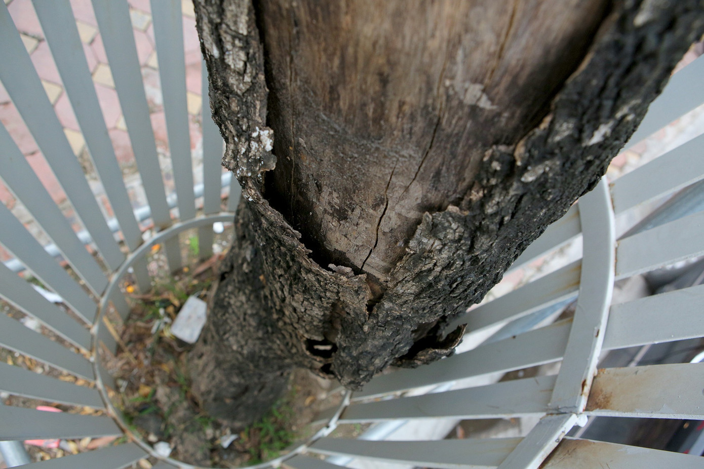 Số phận 7 cây sưa ‘bạc tỷ’ chết khô trên đường Nguyễn Văn Huyên ra sao? ảnh 7