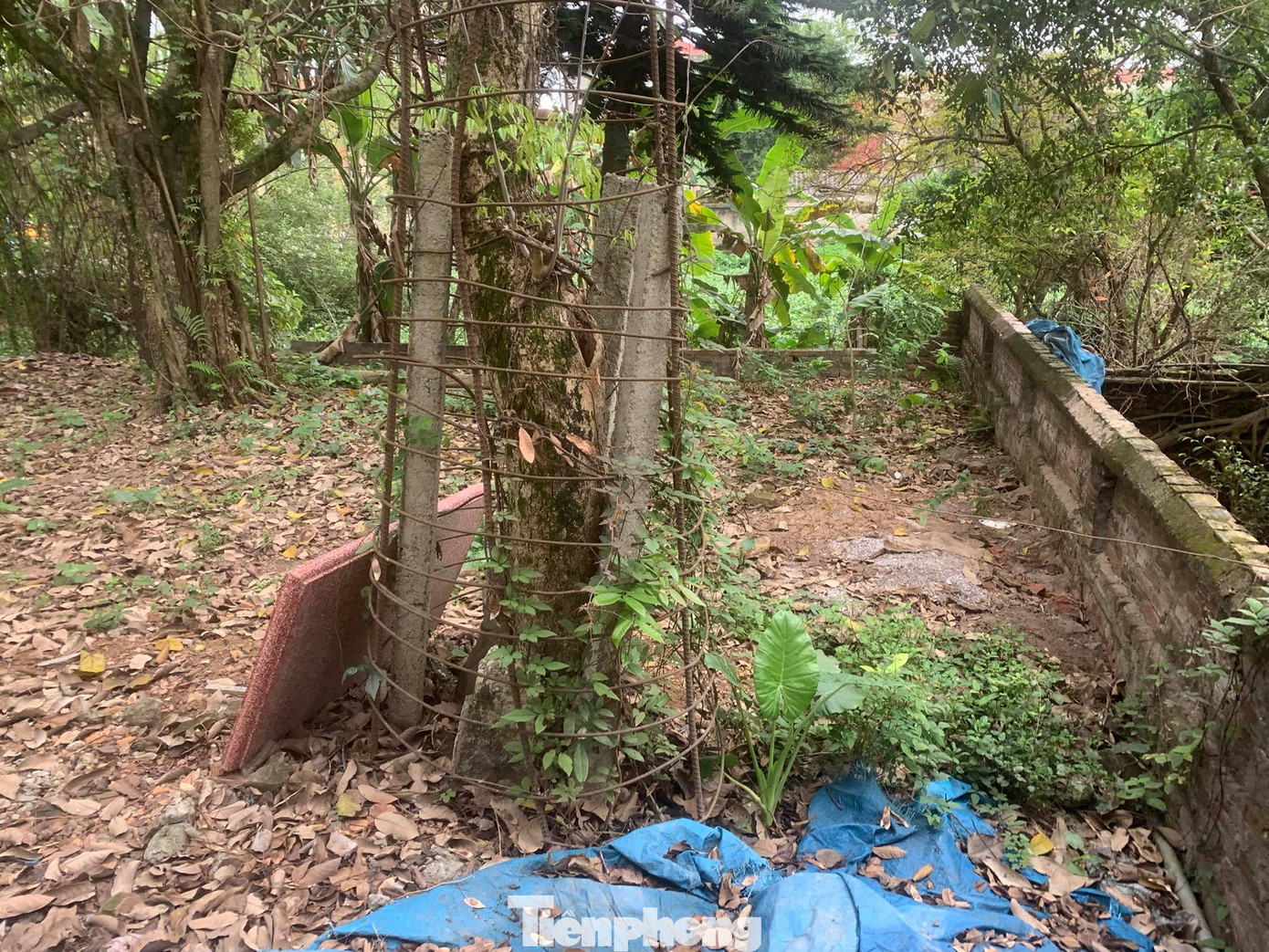 Lô gỗ sưa từng định giá 'trăm tỷ' giảm bao nhiêu sau 4 phiên đấu giá không thành? ảnh 4