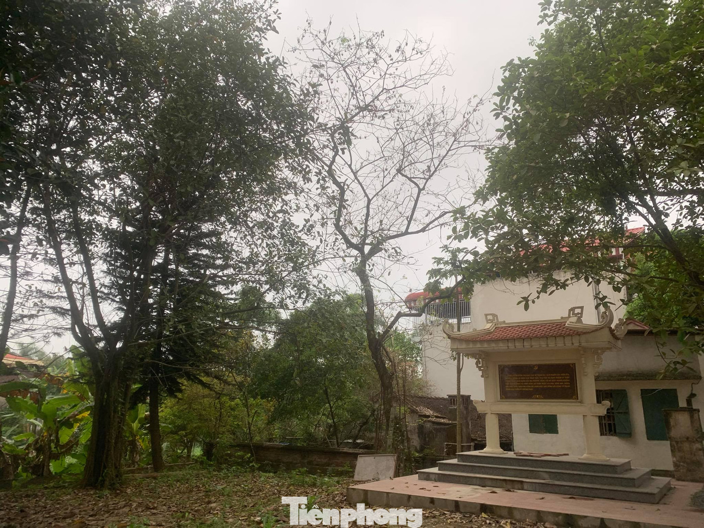 Lô gỗ sưa từng định giá 'trăm tỷ' giảm bao nhiêu sau 4 phiên đấu giá không thành? ảnh 3