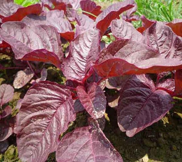 Rau dền chống ung thư, chữa nhiều bệnh nhưng ăn không đúng 'sinh độc' thế này ảnh 3