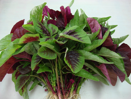 Rau dền chống ung thư, chữa nhiều bệnh nhưng ăn không đúng 'sinh độc' thế này ảnh 2