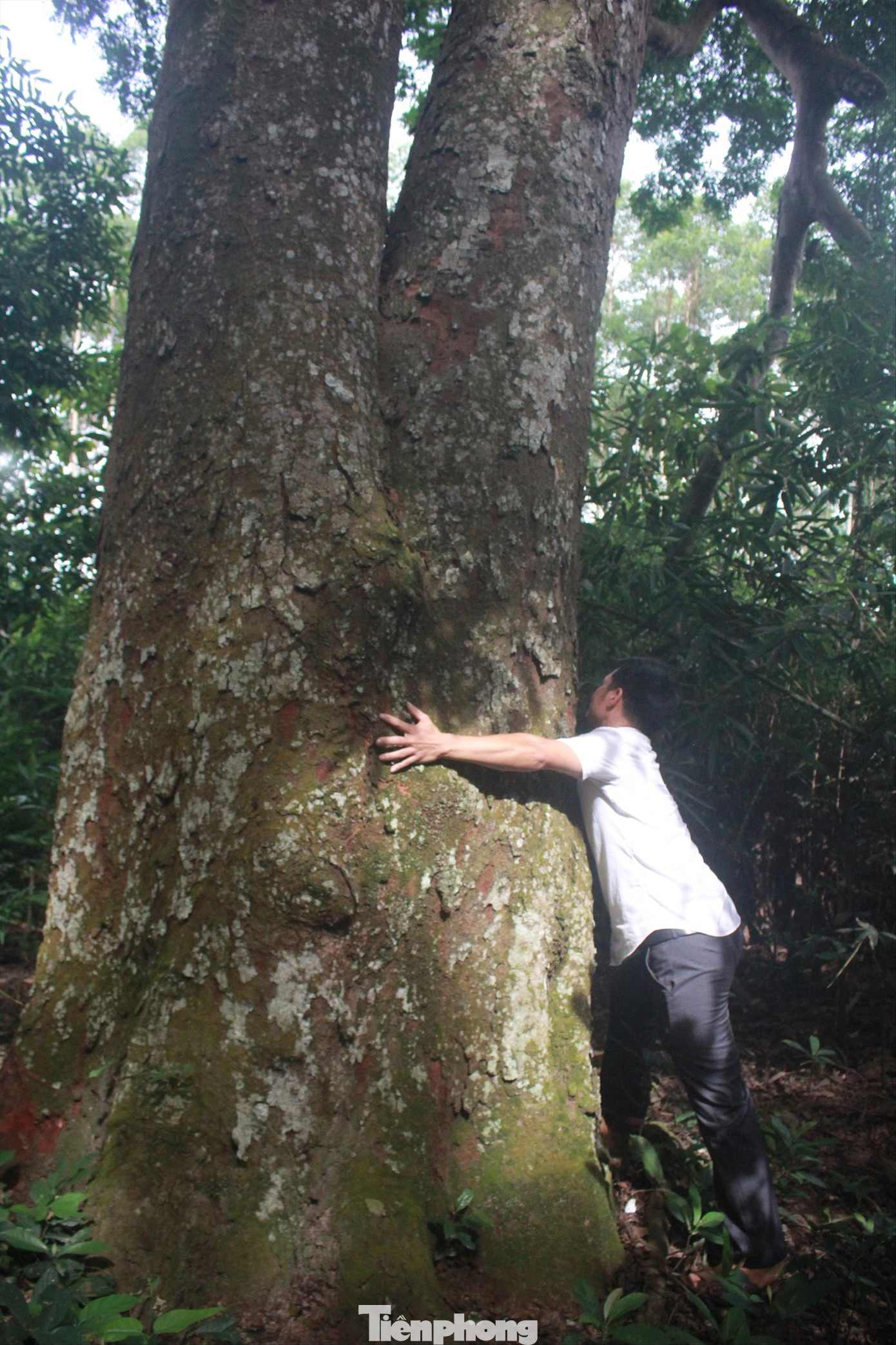 Kỳ lạ rừng lim trăm tuổi của người Cao Lan ảnh 1