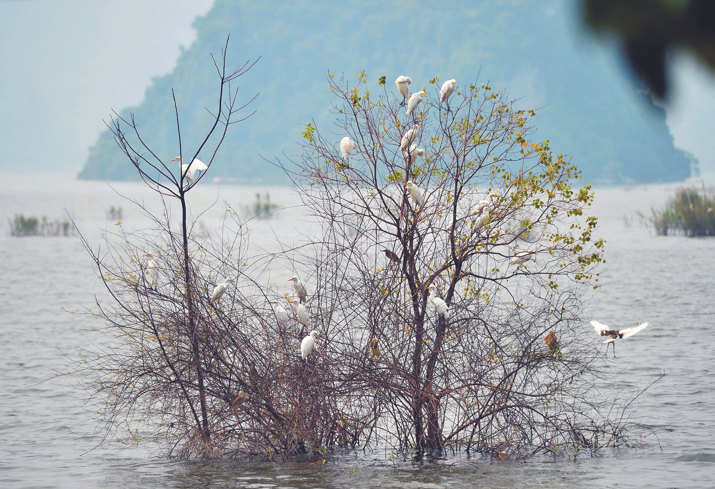 Những điều chưa biết ở chùa Tam Chúc ảnh 2