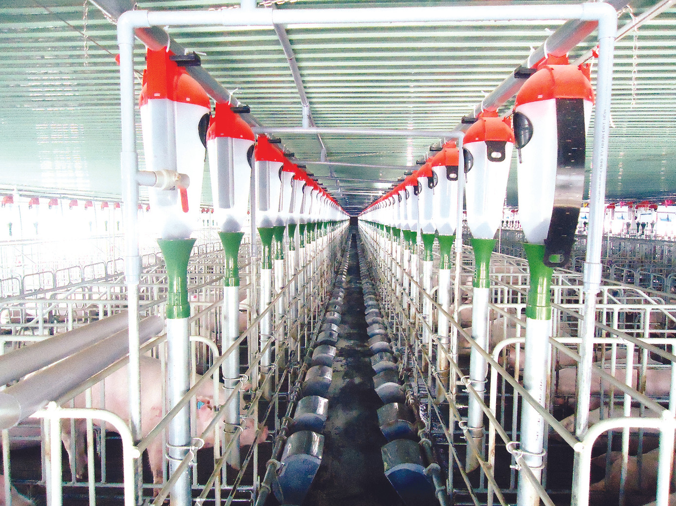 Nhiều doanh nghiệp lớn đầu tư vào chuỗi thịt lợn ảnh 2