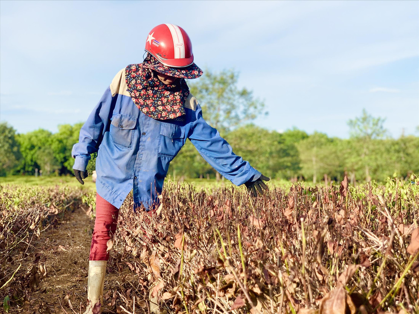 'Thất thủ' thủ phủ cam, chè ảnh 1