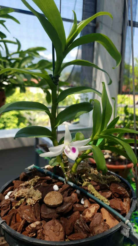 Ám ảnh lan đột biến ảnh 1