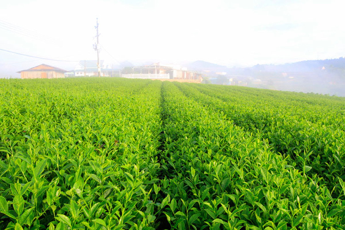 Thị trấn hoài cổ trên đỉnh đèo ảnh 1 Thị trấn hoài cổ trên đỉnh đèo ảnh 1