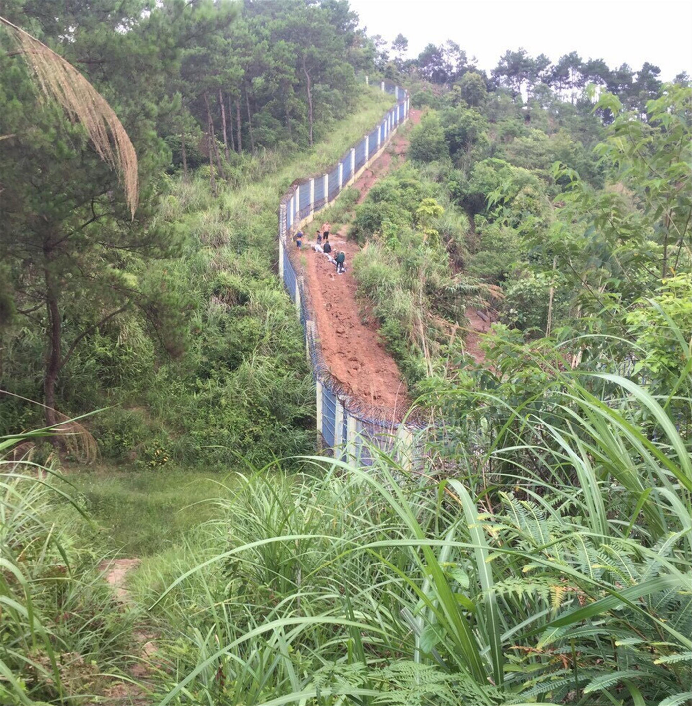 Dặm dài biên ải: Cuộc chiến thảo dược ở Chi Ma ảnh 1