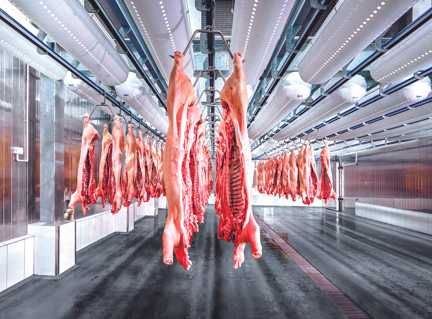 Nhiều doanh nghiệp lớn đầu tư vào chuỗi thịt lợn ảnh 1