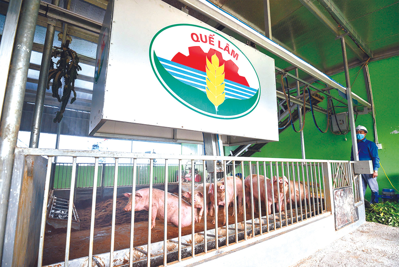 Mô hình chăn nuôi 'vượt bão' dịch tả lợn châu Phi ảnh 2